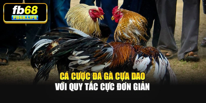 Cá cược đá gà cựa dao với quy tắc cực đơn giản