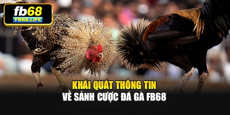 Khái quát thông tin về sảnh cược đá gà Fb68