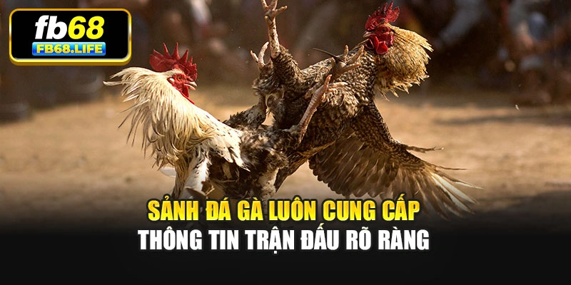 Sảnh đá gà luôn cung cấp thông tin trận đấu rõ ràng